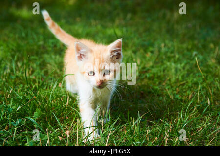 Un po' carino gattino rosso gatto riprodotto nell'erba verde Foto Stock