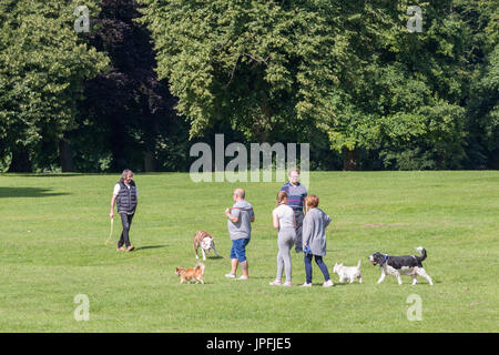 Abington Park, Northampton, meteo, 1 agosto 2017. Il sole di questa mattina con la luce delle nuvole e ora di nuovo la previsione per il giorno. Un gruppo di amici a piedi i loro cani questa mattina al sole. Credito: Keith J Smith./Alamy Live News Foto Stock