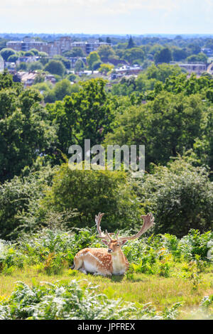 Richmond Park, Londra, UK, 1 agosto 2017 un daino buck (maschio) lazes sunshine. Il cervo in Richmond Park godetevi lo splendido pomeriggio di sole su un gran parte luminosa giornata con docce occasionali. Credito: Imageplotter News e sport/Alamy Live News Foto Stock