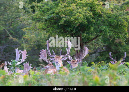 Un gruppo di maschi selvatici daini bucks ((dama dama) oziare al sole, England, Regno Unito Foto Stock