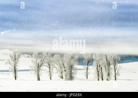 Stand di pioppi neri americani alberi nella neve e nebbia, Lamar Valley, il Parco nazionale di Yellowstone, Montana, Wyoming negli Stati Uniti. Foto Stock