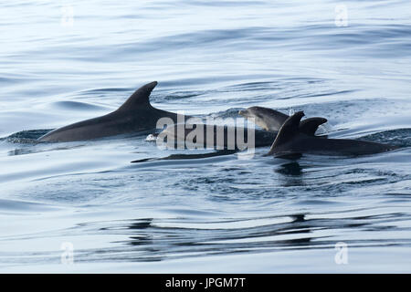 Comune di delfini Bottlenose (Tursiops tronca) famiglia affiorante nello Stretto di Gibilterra Foto Stock