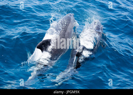 Comune di delfini Bottlenose (Tursiops tronca) affiorante accanto alla osservazione dei delfini barca nello Stretto di Gibilterra Foto Stock