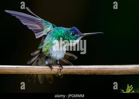 Andina (smeraldo Amazilia franciae), un colorato colibrì che vivono nella foresta nuvolosa della catena montuosa delle Ande. La Colombia, Sud America. Foto Stock