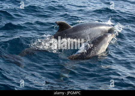 Comune di delfini Bottlenose (Tursiops tronca) la madre e il bambino affiorante nello Stretto di Gibilterra Foto Stock