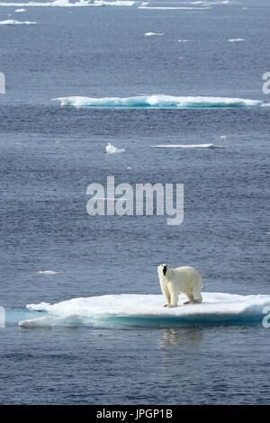 Un maschio di Orso Polare (Ursus maritimus) sul ghiaccio floe della baia di Baffin, Circolo Polare Artico Foto Stock