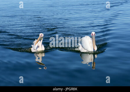 Grande bianco pellicani (Pelecanus onocrotalus) proveniente da sopra, sperando di ottenere alimentati con pesce. Esse vengono lavate con rosa e giallo nella stagione riproduttiva. Foto Stock