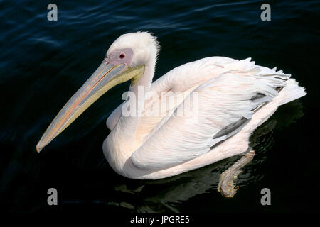 Grande bianco pellicani (Pelecanus onocrotalus) proveniente da sopra, sperando di ottenere alimentati con pesce. Esse vengono lavate con rosa e giallo nella stagione riproduttiva. Foto Stock