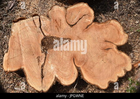 Sezione trasversale del Cedro Rosso (Thuja plicata) tree. Circa cinquanta anni Foto Stock