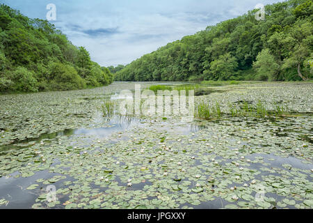 Bosherton stagni di fior di loto, Pembrokeshire Costa, Wales, Regno Unito Foto Stock