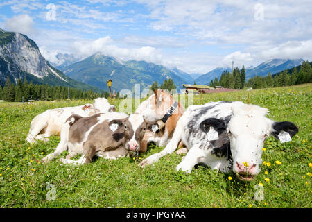 Mucche al pascolo a Ehrwalder Alm, Ehrwald, Tirolo, Austria Foto Stock