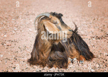 Bella capra marrone sul terreno. Foto Stock