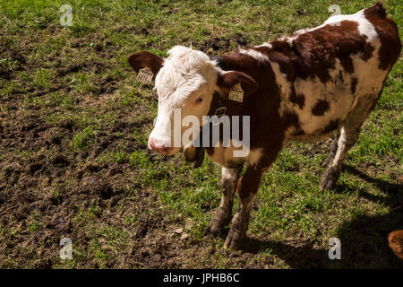 I giovani vitelli in un pascolo vicino Reindlau, Leutasch, Tirolo Austria Foto Stock