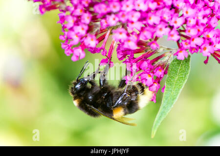 Macro di un calabrone nettare di raccolta ad una budleja blossom Foto Stock