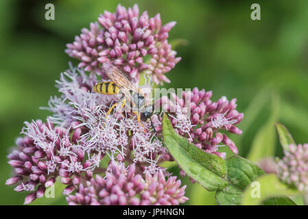 Un'ape Wolf (Philanthus triangulum) alimentazione sulla canapa Agrimony (Eupatorium cannabinum) Foto Stock