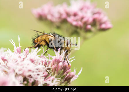 Un Tachinid volare probabilmente Tachina fera alimentare sulla canapa Agrimony (Eupatorium cannabinum) Foto Stock