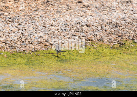 Giovani Pied Wagtail (Motacilla alba) foraggio Foto Stock