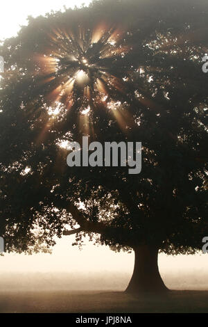 Raggi di sole lo streaming attraverso i rami di un albero Foto Stock