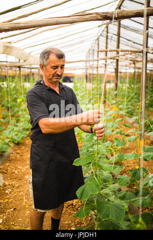 La mezza età uomo cetrioli di maturazione sulla levetta appesi in serra Foto Stock