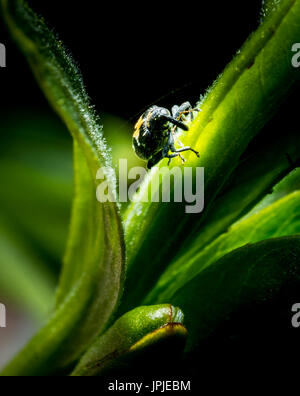 Piccolo bug (Ceutorhynchus obstrictuson) su erba verde nella foresta foto macro Foto Stock