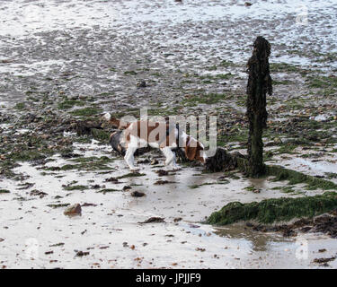 Una settimana 18 old Welsh Springer Spaniel cucciolo ad esplorare una spiaggia indossando un cablaggio Foto Stock