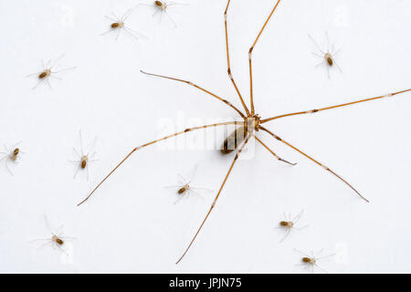 Cantina Longbodied spider / cranio spider (Pholcus phalangioides) femmina con spiderlings strisciando sulla parete bianca Foto Stock