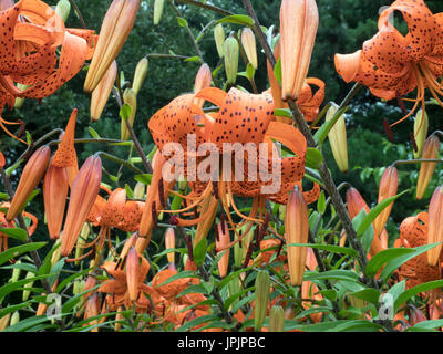 Tiger gigli Lilium lancifolium o Lilium tigrinum Foto Stock