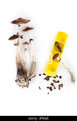 Magic Mushroom microdosing, freschi funghi psichedelici e asciugare i funghi allucinogeni in gelcaps isolato su sfondo bianco con scatola di pillole, vista dall'alto. Foto Stock