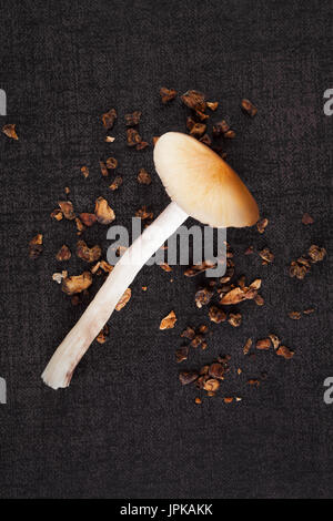 Fresche e secche funghi magici sulla superficie nera vista dall'alto. La Psilocibina. Medicina alternativa. Foto Stock