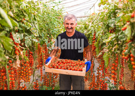 Uomo maturo in azienda serra pomodori ciliegia raccolto presso la telecamera in serra Foto Stock