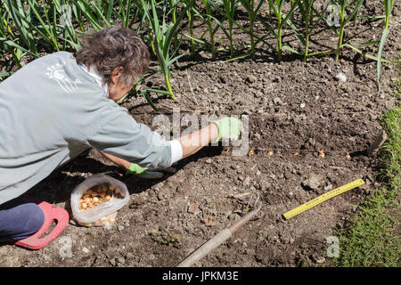 Monawk Valley, nello stato di New York - Donna piantagione onion imposta nel suo giardino di casa. Foto Stock