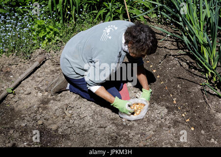 Monawk Valley, nello stato di New York - Donna piantagione onion imposta nel suo giardino di casa. Foto Stock