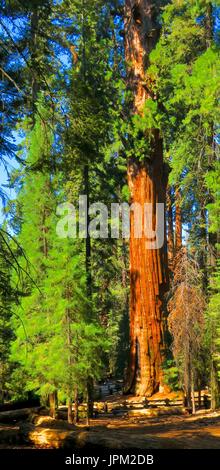 General Sherman Tree, Sequoia gigante, Sequoia National Park, California, Stati Uniti Foto Stock