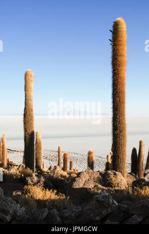 Isla de los isole Pescadores, Salar de Uyuni, Bolivia Foto Stock