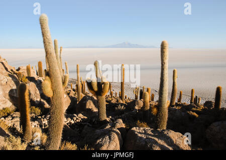 Isla de los isole Pescadores, Salar de Uyuni, Bolivia Foto Stock