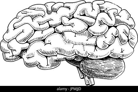 Biologia umana, organi anatomia illustrazione. incisi disegnati a mano nel vecchio disegno e stile vintage. corpo cervello dettagliate o pericranium. Illustrazione Vettoriale