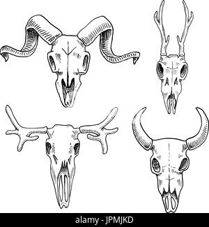 La biologia o la anatomia illustrazione. incisi disegnati a mano nel vecchio disegno e stile vintage. cranio o scheletro di silhouette. Elk e caprioli, bison o capre di montagna. Gli animali con le corna. Illustrazione Vettoriale