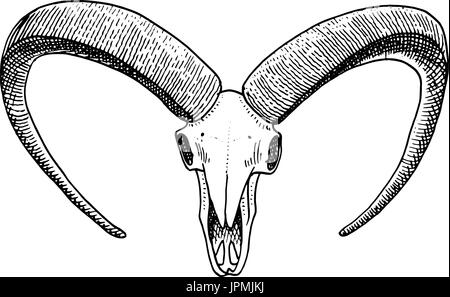 La biologia o la anatomia illustrazione. incisi disegnati a mano nel vecchio disegno e stile vintage. cranio o scheletro di silhouette. capre di montagna. Gli animali con le corna. Illustrazione Vettoriale