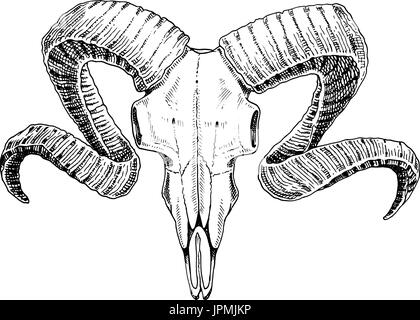 La biologia o la anatomia illustrazione. incisi disegnati a mano nel vecchio disegno e stile vintage. cranio o scheletro di silhouette. ram o pecora e montone. Gli animali con le corna. Illustrazione Vettoriale