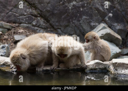 Due adulti scimmie neve acqua potabile da una primavera calda piscina con la baby monkey governare l'adulto. Foto Stock