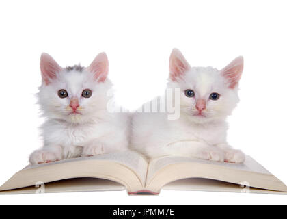 Due candidi i gattini di posa su un libro guardando viewer. isolato su uno sfondo bianco. Foto Stock