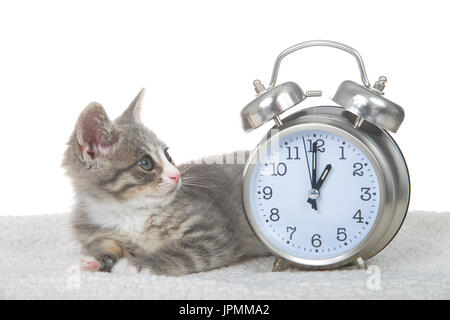 Grigio e bianco gattino posa sulla coperta di pelle di pecora accanto a un orologio impostato per 1 ore. Uno am ora legale inizia e finisce. molla in avanti, cadono bac Foto Stock