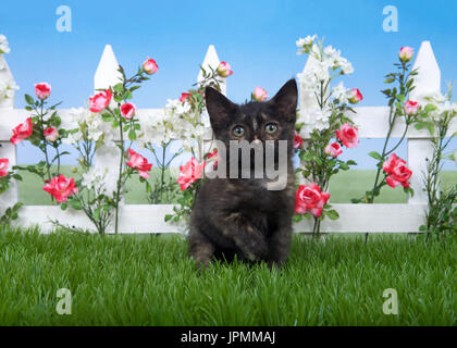 Una piccola tabby Tortie gattino seduto in erba verde nella parte anteriore di un recinto di picchetti bianchi con il Rosa Rose e fiori bianchi di guardare direttamente viewer Foto Stock