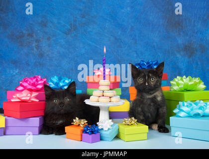 Due gattini nero seduto su una luce blu superficie circondata da colorati compleanno accanto al piccolo piedistallo bianco in miniatura con torta di compleanno e uno purpl Foto Stock