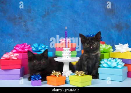 Due gattini nero seduto su una luce blu superficie circondata da colorati compleanno accanto al piccolo piedistallo bianco con ciambelle in miniatura impilati in un bi Foto Stock