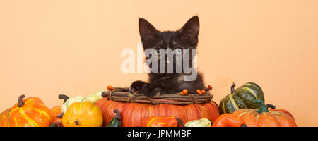 Una tortie tabby kitten in una zucca paniere sagomato di guardare direttamente viewer circondato da zucche in miniatura, squash, zucche, tabella arancione e backg Foto Stock