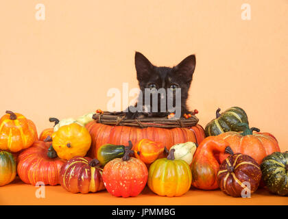 Una tortie tabby kitten in una zucca paniere sagomato di guardare direttamente viewer circondato da zucche in miniatura, squash e zucche, tabella arancione e ba Foto Stock