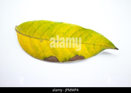 Close up di malattia verde foglia albero longan isolato Foto Stock