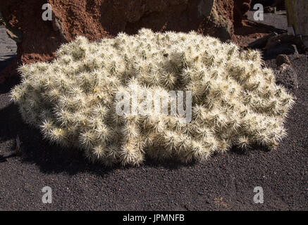 Cactaceae, Optunia Tunicata, dal Messico. Jardin de Cactus progettato da César Manrique, Guatiza, Lanzarote, Isole Canarie, Spagna Foto Stock