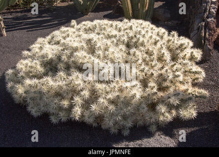 Cactaceae, Optunia Tunicata, dal Messico. Jardin de Cactus progettato da César Manrique, Guatiza, Lanzarote, Isole Canarie, Spagna Foto Stock